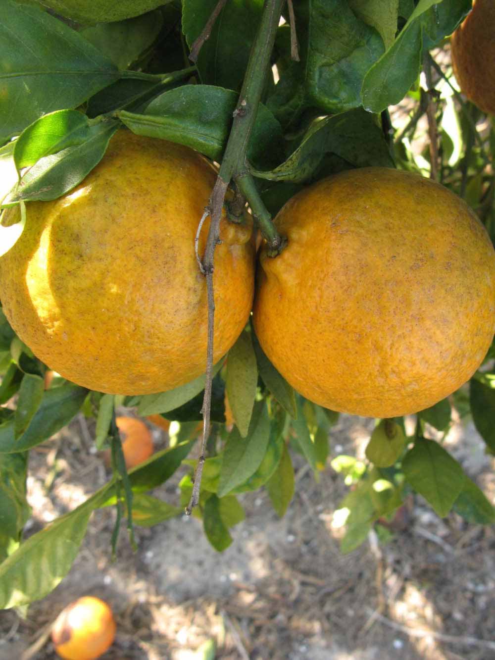              Fruit (Winter Haven, FL)       